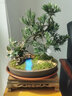 瀚林怡景（HANLINYIJING）小葉雀舌羅漢松盆景植物樹樁造型老樁室內(nèi)綠植客廳辦公室桌面盆栽 雀舌羅漢松S型-小橋流水-木座 曬單實(shí)拍圖