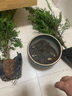 秋穎紅豆衫苗南方曼地亞紅豆杉盆景植物室內(nèi)除味盆栽紅豆杉樹凈化空 公母60-80厘米2顆不帶果不帶盆 曬單實(shí)拍圖