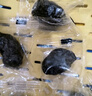 陽光南疆新疆西梅干獨(dú)立袋裝喀什大西梅無添加蔗糖孕婦零食果干500g 曬單實(shí)拍圖