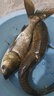 龍王恨魚(yú)餌野戰藍鯽速攻九一八餌料拉絲粉老三樣大野戰腥香鯽魚(yú)餌料配方 野釣鯽魚(yú)【香】+高品拉絲粉 曬單實(shí)拍圖