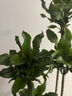 【基地直發(fā)】螺紋鐵盆栽大型綠植辦公室內四季常青懶人好養植物 原始盆（運輸中易開(kāi)裂） 5層螺紋鐵|整高120CM-140CM 曬單實(shí)拍圖