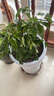 仟草集發(fā)財樹(shù)大型綠植花卉盆栽幸福樹(shù)散尾葵辦公室客廳四季常青大盆景 幸福樹(shù) 40厘米-50厘米高原土發(fā)貨 曬單實(shí)拍圖