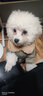 嬉皮狗（hipidog）寵物棉衣可牽引加厚保暖外套泰迪比熊中小型犬秋冬季貓咪寵物衣服 咖色小熊 M（建議體重5-8斤） 曬單實(shí)拍圖