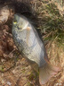 一味 漂盒多功能浮漂盒魚(yú)漂盒子線(xiàn)盒主線(xiàn)盒漁具盒魚(yú)線(xiàn)盒漁具釣魚(yú)用品 新一味漂盒 72cm 曬單實(shí)拍圖