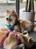 TRUELOVE狗狗牽引繩狗鏈子牽引帶遛狗防掙脫背心式小中大型犬防爆沖胸背帶 玫紅色 XL-胸圍81-107cm建議30-50kg選擇 曬單實(shí)拍圖