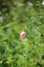 騰龍（Tamron）F072 90mm F2.8 MACRO定焦微距鏡頭人像昆蟲(chóng)花草口腔全畫(huà)幅微單鏡頭90 尼康Z卡口 官方標(biāo)配【送騰龍UV配件大禮包】 曬單實(shí)拍圖