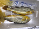 舟山東閃島深海野馴冰鮮東海大黃魚(yú) 東閃島A+大黃魚(yú)2條600-700克/條 曬單實(shí)拍圖
