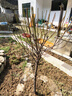 紅梅花樹苗盆栽庭院地栽濃香梅花苗花卉植物臘梅室內(nèi)外耐寒綠植盆景 主桿4厘米粗.總高1.3-1.6米（拍下可備注品種 不含盆 曬單實(shí)拍圖