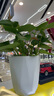 櫻霞水培植物粉掌盆栽水養(yǎng)紅掌鮮花綠植辦公室內(nèi)桌面好養(yǎng)活四季開花 粉掌+紅掌+早安盆*2 曬單實(shí)拍圖
