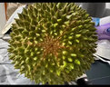 貓山王榴蓮整果D197 液氮冷凍鎖鮮 口感更細膩 超高性?xún)r(jià)比 保4房3-3.49斤/個(gè) 曬單實(shí)拍圖