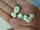 北京同仁堂品質(zhì)川貝母中藥材四川貝母野生種植無硫熏川貝母 川貝母250克 曬單實拍圖