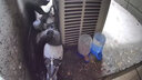 威畢鴿子飲水器自動喂水水壺信鴿賽鴿用品用具鸚鵡八哥自動喂食器下料 喂食飲水器500ml 曬單實拍圖