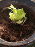 采緹（CAITI）【萬(wàn)人選購】多肉植物帶盆 水晶玉露多肉植物幼兒園盆栽 精品黃金菊一顆 原盆原土 曬單實(shí)拍圖