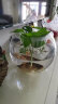 易萌 桌面鱼缸 金鱼缸 玻璃花盆水培 绿萝花盆 养花养鱼玻璃 水培容器 球形圆形鱼缸25cm 实拍图