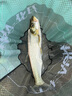 黃金眼 尊享版防爆頂納米魚(yú)漂官正方品高靈敏浮漂加粗鯽魚(yú)漂醒目大物漂 黃金眼尊享版ZX-09 3號(hào)一支加粗尾 曬單實(shí)拍圖