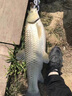 名靚日本進口原絲大力馬主線線組套裝魚線魚鉤綁好雙鉤黑坑鯉青魚 長度7.2.米(2卷裝)帶雙鉤 主線5.0+子線3.0+鉤9號 曬單實拍圖