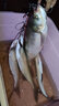 lurefans 大河奔流路亞發(fā)燒友V8波爬波趴水面黑魚(yú)鱸魚(yú)翹嘴路亞餌硬餌假餌 23款V8-12g-2號色 曬單實(shí)拍圖