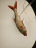 威拓森（weituosen）老G方塊餌料野釣鰱鳙魚餌窩料海竿拋竿爆炸鉤翻板鉤糠餅翻版方餅 通殺(鯽鯉羅非鰱鳙青草鳊鯪) 曬單實拍圖