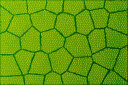宝视德 bresser 59-84601 显微镜配件 显微镜生物标本玻片 儿童学生科普教学 微生物动植物昆虫切片25片装 实拍图