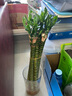 八目尚賞水培富貴竹綠植花卉轉運竹龍竹開(kāi)運竹大葉竹水養竹子花草植物盆栽 龍竹6支【40CM高】 不含盆 曬單實(shí)拍圖