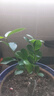 金錢榕樹盆景老樁小葉榕苗木造型盆栽人參榕室內(nèi)綠植提根綠植矮莊 中富貴榕25cm左右高度 曬單實(shí)拍圖