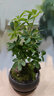 七葉蓮室內(nèi)綠植八方來財盆栽辦公桌面發(fā)財樹客廳花卉好養(yǎng)植物盆景 紫砂盆【七葉蓮】 整套成品（山石苔蘚，帶盆種好） 曬單實拍圖