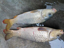 川澤升級伊豆子線(xiàn)雙鉤成品綁好防纏繞套裝魚(yú)鉤全套野釣湖庫鯉魚(yú)鯽魚(yú)鉤45cm 【鉤5線(xiàn)1.2+鉤6線(xiàn)1.5】升級版伊豆有刺20付盒裝 曬單實(shí)拍圖