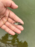 鱖魚(yú)苗桂花魚(yú)苗淡水養殖食用翹嘴鱖大眼鱖斑鱖魚(yú)肉食活體紅紋鱖魚(yú) 鱖魚(yú)苗3-4厘米50條送10%防損 曬單實(shí)拍圖