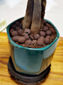 佰花錦發(fā)財樹桌面盆栽辦公室創(chuàng)意植物懶人四季好養(yǎng)室內(nèi)招財樹盆景綠植 【送底座】三桿發(fā)財樹+陶瓷山水盆+陶粒鋪面 整體高度20-30cm 曬單實拍圖