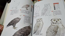 色鉛筆手繪入門：神秘動物繪 適合初學者臨摹與參考的神秘動物范本 曬單實拍圖