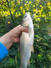 NT80魚線主線子線強(qiáng)拉力超柔軟尼龍釣魚德國(guó)原絲漁線漢諾威釣魚線 50米 0.6號(hào) 酒紅主線【高端魚線 單卷裝】 曬單實(shí)拍圖