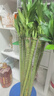 聽雪樓龍竹文昌富貴竹植物觀音竹開運(yùn)直竹室內(nèi)客廳水養(yǎng)水培綠植花卉 多頭龍竹-70厘米左右-10棵 不含瓶 曬單實(shí)拍圖