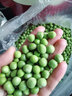 辰實(shí)【現貨】豌豆莢新鮮 云南農家豌豆 當季蔬菜青豌豆帶殼現摘現青豆 5斤 曬單實(shí)拍圖