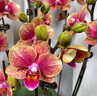 劉閣蘭花蘭花盆栽客廳辦公室花卉蝴蝶蘭三色鳥 1株不帶花配瓷白盆源頭直發(fā) 曬單實(shí)拍圖
