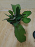 蕾絲公主 寬葉不死鳥(niǎo) 大葉落地生根 綠植迷你盆栽 超大20厘米高左右 不含盆 曬單實(shí)拍圖