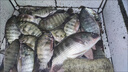 川品社我愛發(fā)明子母鉤防脫新型歪嘴伊勢尼防脫鉤釣魚配件大物鉤 子線雙鉤【10鉤/3線 5付裝】 曬單實(shí)拍圖