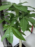 植男植女七彩鐵千年木室內盆栽辦公室觀(guān)葉大型植物客廳好養龍血樹(shù)源頭直發(fā) 曬單實(shí)拍圖