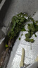 格秀潔凌霄花苗凌霄花樹(shù)苗庭院爬藤植物凌霄苗老樁大盆栽綠化攀爬紫藤苗 中華凌霄5年苗（當年開(kāi)花） 苗 曬單實(shí)拍圖