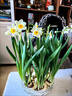 思泰克水培水仙花營(yíng)養液風(fēng)信子馬蹄蓮開(kāi)花水培植物肥料水仙花肥料 思泰克水仙營(yíng)養液 曬單實(shí)拍圖