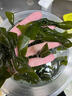 京喜加 鹽漬海帶結(jié)500g串串麻辣燙關(guān)東煮板面館火鍋食材新鮮海帶扣 鹽漬海帶結(jié)500g*1包 曬單實拍圖