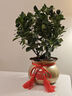 臨雅四季脆皮金桔樹(shù)盆栽室內客廳帶果可食用新中式禪意盆景花卉綠植物 【帶果】四季金桔樹(shù)+福袋盆 曬單實(shí)拍圖