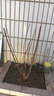 庭院風(fēng)景樹(shù)原生臘梅花樹(shù)苗濃香臘梅當年開(kāi)花地栽盆栽素心臘梅紅梅 臘梅小苗1棵 不含盆 曬單實(shí)拍圖