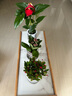 綠有意紅掌盆栽室內水培水養開(kāi)花植物辦公室四季好養綠植白掌一帆風(fēng)順 加厚跳舞玻璃盆紅掌 帶盆栽好 曬單實(shí)拍圖