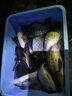 福翼金袖魚鉤綁好的子線雙鉤成品短子線防纏繞袖鉤全套鯽魚鉤 金袖8號鉤-1.2號線-50cm20付/盒 無刺 曬單實拍圖
