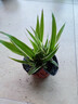 濃香型重瓣大花金邊吊蘭綠植花卉四季開花盆栽室內(nèi)外凈化不支持退 紅色大花濃香型 不含盆 曬單實(shí)拍圖