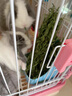 牛寵（niuchong）2025苜蓿草寵物兔子糧食磨牙飼料干草兔糧食品荷蘭豬龍貓主糧牧草 12A紫花苜蓿草720g 曬單實(shí)拍圖