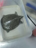 安峰山甲魚(yú)鮮活批發(fā)食用 1-1.2斤生態(tài)老鱉 曬單實(shí)拍圖