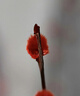尼康（Nikon）尼克爾Z卡口微單鏡頭 Z5 Z7 Z6II Z7II Z8 Z9 Z系列 Z 105mm f/2.8 VR S微距鏡頭 曬單實拍圖