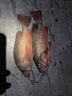 達(dá)億瓦（DAIWA）進(jìn)口紡車(chē)輪淡海水釣遠(yuǎn)投魚(yú)線(xiàn)輪大物輪左右可互換紡車(chē)輪十大品牌 1000S-XH 左右手互換型 曬單實(shí)拍圖