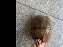烏龜活體大型草龜活體中華草龜花雜草龜大龜水龜中華龜特大草龜 草龜 4斤 /只（26厘米左右）特大 曬單實拍圖